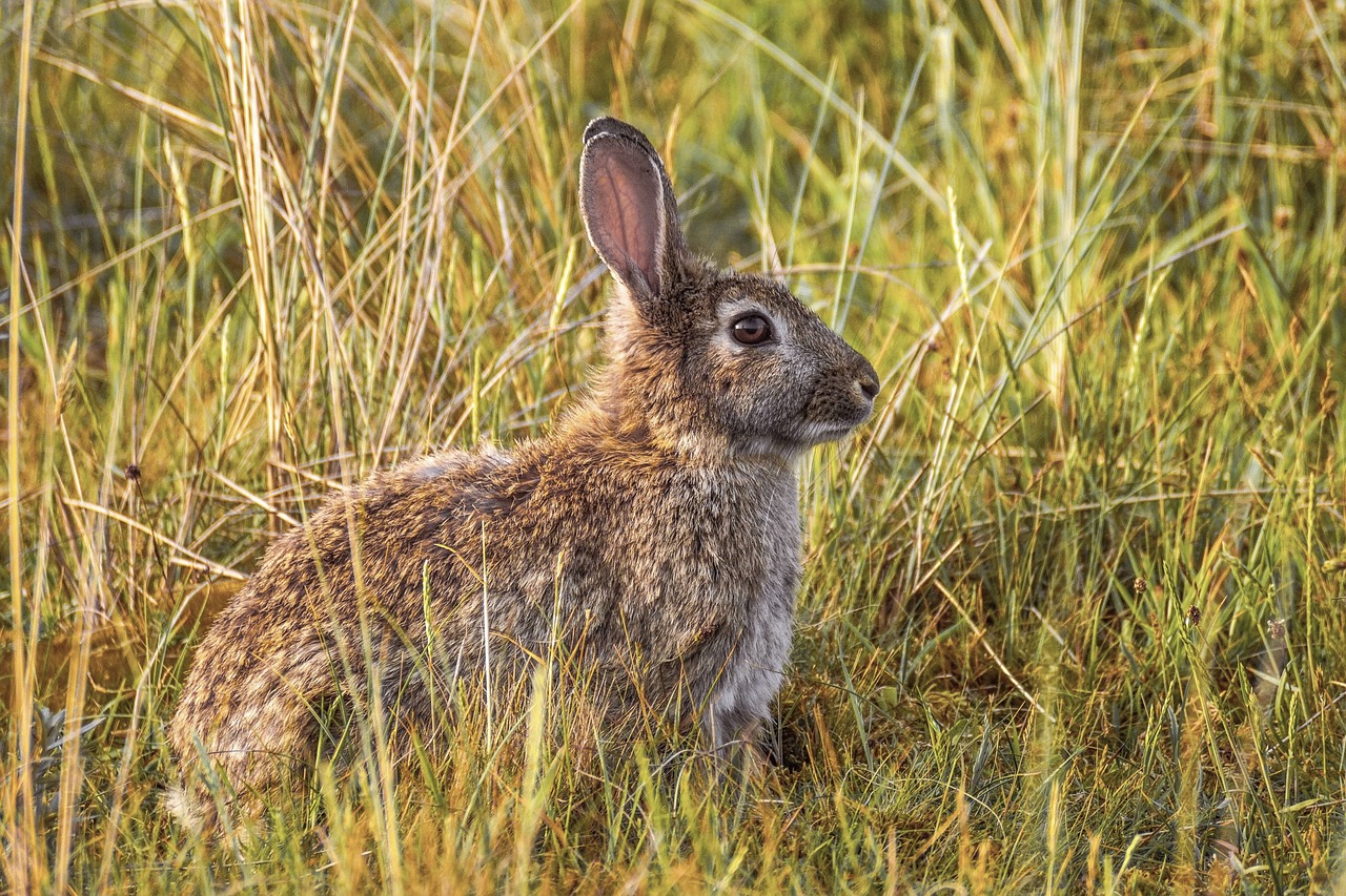 How to Create a Balanced Diet for Your Rabbit